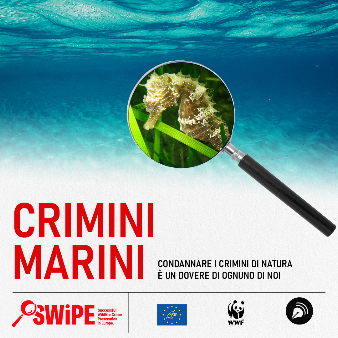 WWF e Podcastory di nuovo insieme per la campagna di sensibilizzazione “Crimini marini”