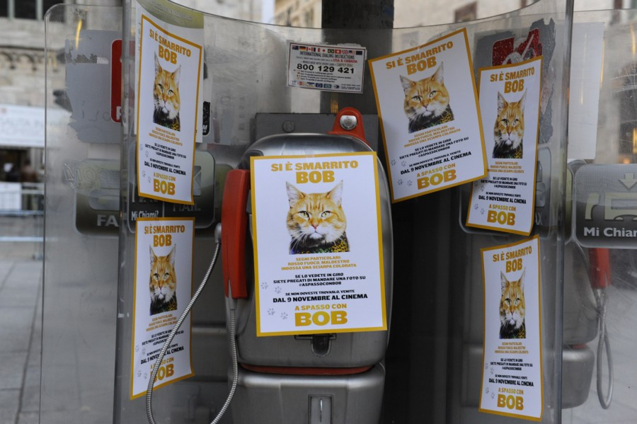 Notorius Pictures affida a QMI la comunicazione online e lo street marketing di “A spasso con Bob”