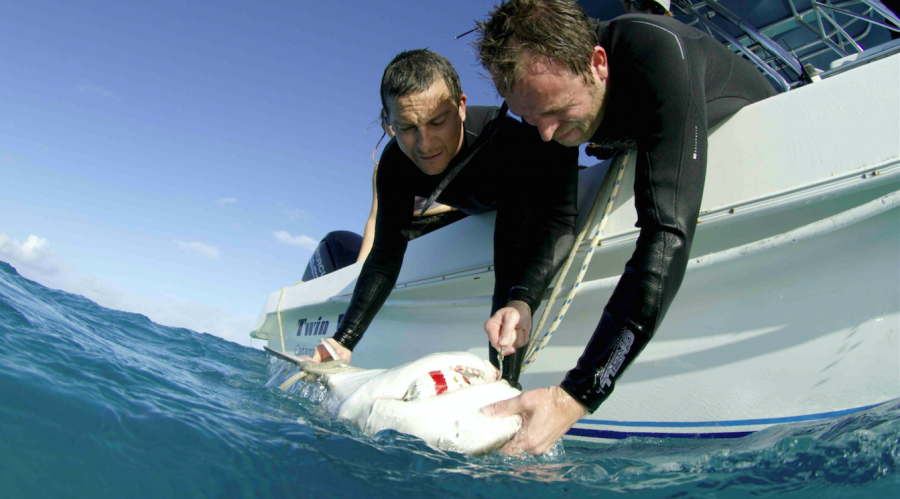 Discovery Channel, torna la Shark Week e festeggia trent’anni alle 21 su SKY canale 401 in HD