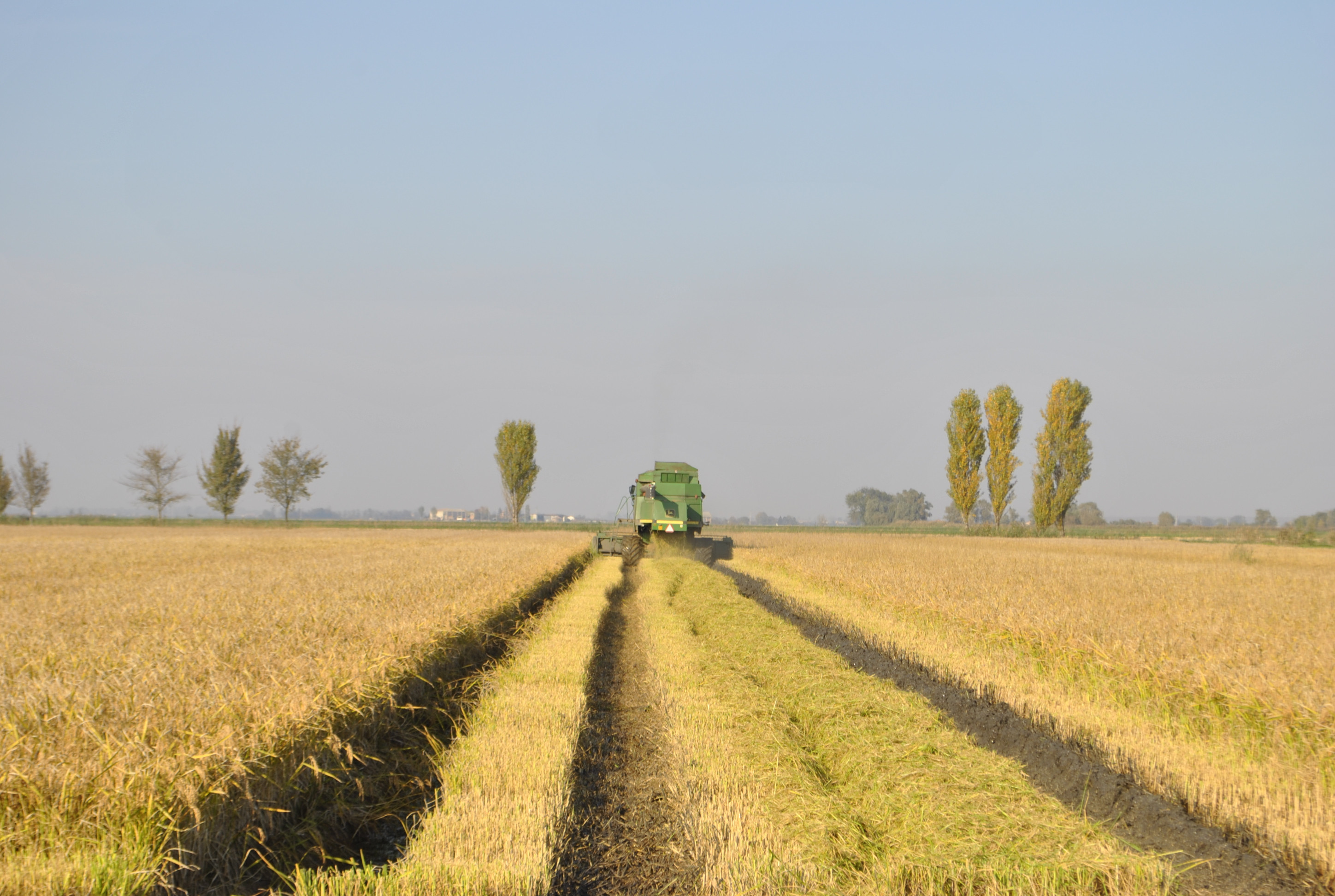 Ab Comunicazioni vince la gara dell’Ente Nazionale Risi per attività informative e divulgative del riso coltivato in Italia